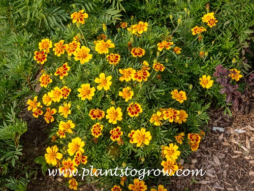 Naughty Marietta Marigold (Tagetes patula)